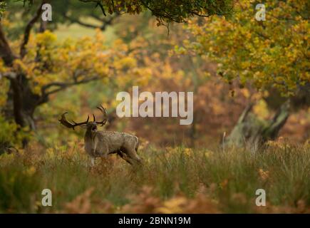 Daino (Dama dama) buck che si inonda nella vegetazione autunnale, Bradgate Park, Leicestershire, UK, ottobre Foto Stock