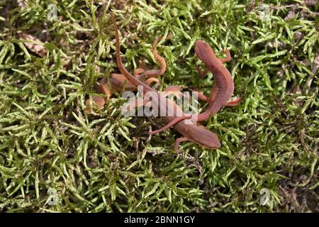 I novellini a puntino rosso (Notophthalmus viridesens viridesens) su muschio, Meriden, Connecticut, USA, settembre. Foto Stock