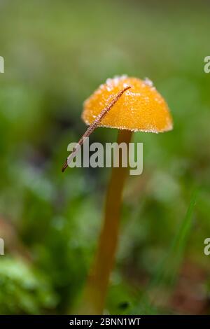 Cofano invernale / Tintinnabulum di Micena nella foresta autunnale, ancora vita Foto Stock