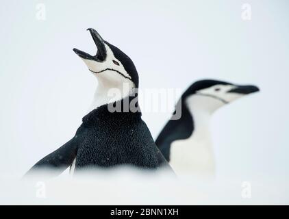 Pinguini Chinstrap (Pigoscelis antarcticus) che chiamano, Isole Shetland del Sud, Antartide. Foto Stock