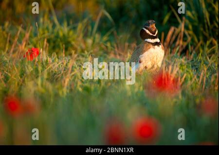 Maschio piccolo bustard (Tetrax tetrax) che chiama a lek, Spagna del Sud. Foto Stock