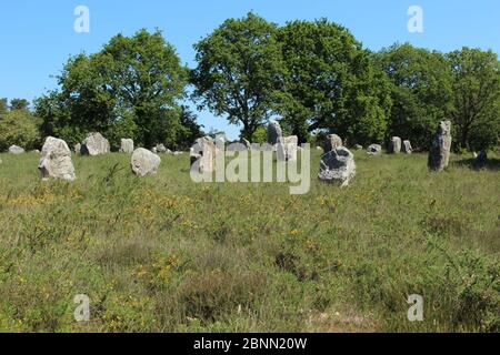 Pietre di Carnac nell'allineamento del Ménec (allineamenti de Ménec) vicino alla città di Carnac nel nord-ovest della Francia Foto Stock