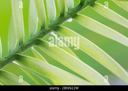 Primo piano di aghi di pino Wollemi (Wollemia nobilis). Endemico del Parco Nazionale di Wollemi nel nuovo Galles del Sud, Australia. Tu Delft Botanical Garden, Nebraska Foto Stock