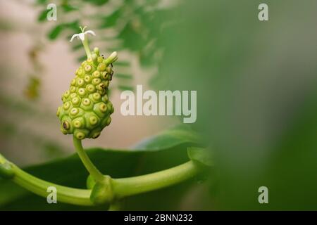 Gelso indiano (Morinda citrifolia) in fiore. Si verifica in Asia e Australasia. Tu Delft Botanical Garden, Paesi Bassi, agosto. Foto Stock