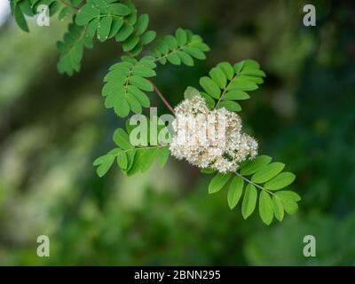Fiori bianchi soffici di rowan. Aka Sorbus, cenere di montagna. REGNO UNITO. Dettaglio primo piano. Foto Stock
