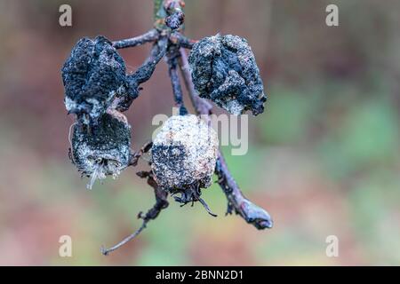 mele in rotazione su albero in frutteto, inverno Foto Stock