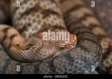 ASP viper (Vipera Apipide) avvolto, prigioniero si verifica in Europa. Foto Stock