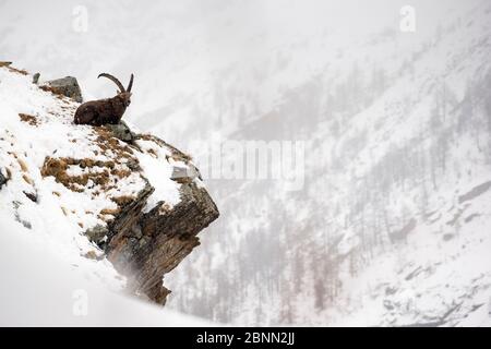 Stambecco alpino (Capra ibex) maschio adulto che riposa su una cresta in un paesaggio montano invernale, Parco Nazionale del Gran Paradiso, Alpi, Italia. Gennaio Foto Stock