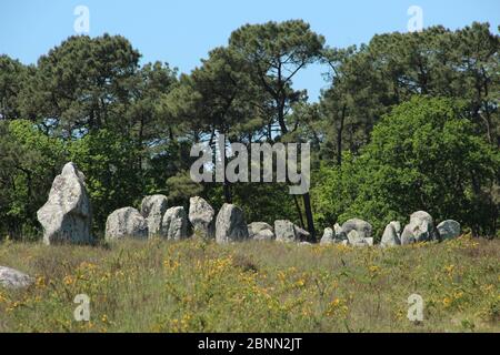 Pietre di Carnac nell'allineamento del Ménec (allineamenti de Ménec) vicino alla città di Carnac nel nord-ovest della Francia Foto Stock