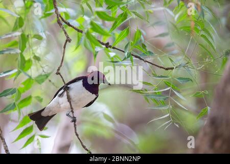 Stella con schienale viola (Cinnyricinclusis leucogaster) maschio arroccato, Gambia, Africa, maggio. Foto Stock