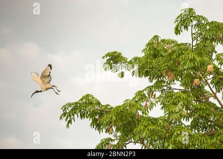 African Sacred ibis (Threskiornis aethiopicus) che vola da un albero, Gambia, Africa, maggio. Foto Stock