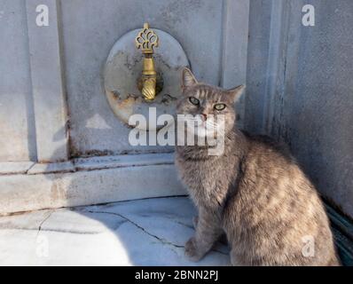 Turchia, Istanbul, comune di Fatih, quartiere di Fatih, Moschea Fatih Foto Stock