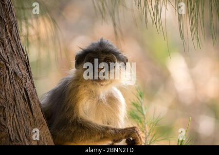 Colobus rosso occidentale (Procolobus badius) ritratto, Gambia, Africa, maggio. Foto Stock