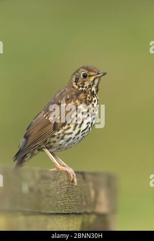 Canzone Thrush (Turdus philomelos) giovani al giardino stagno , Scozia, Regno Unito. Luglio. Foto Stock