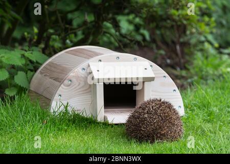 Hedgehog (Erinaceus europaeus) entrando hedgehog casa, prigioniero, Regno Unito. Agosto. Foto Stock