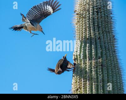 I picchietti di Gila (Melanerpes uropygialis) difendono il loro buco di nido in un cactus di Saguaro da Starling (Sturnus vulgaris) Arizona, USA. Foto Stock