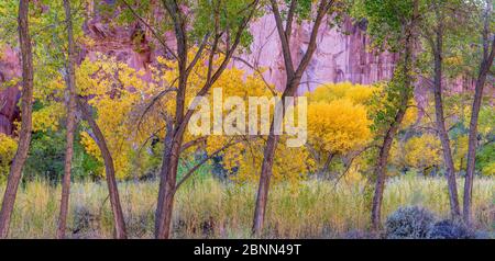 Freemont cottonwood Trees (Populus fremontii) in autunno, Capitol Reef National Park, Utah, ottobre. Foto Stock