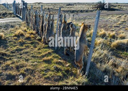 Pampas morto fox (Lycalopex gymnocercus) Gray Fox (Lycalopex culpaeus) e Geffroy's Cat (Oncifelis geoffroyi) ucciso gli allevatori di ovini e appeso fino a d Foto Stock