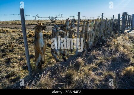 Pampas morto fox (Lycalopex gymnocercus) Gray Fox (Lycalopex culpaeus) e Geffroy's Cat (Oncifelis geoffroyi) ucciso gli allevatori di ovini e appeso fino a d Foto Stock