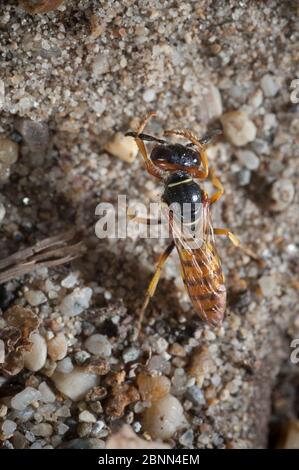 Lupo da cuccia (Philanthus triangulum) antenne femminili di cura. Le antenne di queste specie hanno batteri simbiotici che vivono nella ghiandola delle antenne. Foto Stock