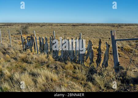 Pampas morto fox (Lycalopex gymnocercus) Gray Fox (Lycalopex culpaeus) e Geffroy's Cat (Oncifelis geoffroyi) ucciso gli allevatori di ovini e appeso fino a d Foto Stock