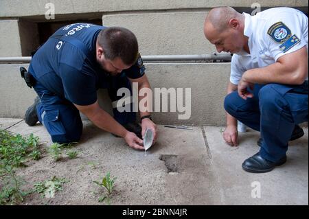 Scienziato che prende il cast di europei Beewolf (triangulum Philanthus) nido burrow, Budapest, Ungheria, luglio. Foto Stock