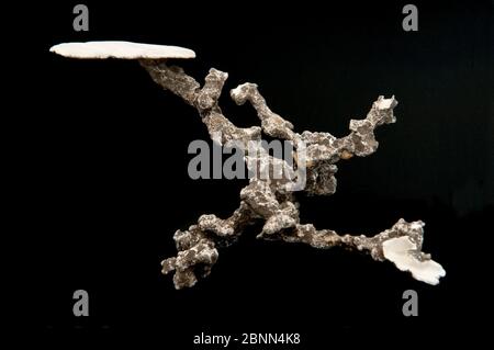 Struttura nido del lupo europeo (triangolo di Philanthus) realizzata con intonaco in un buco abbandonato del nido., Budapest, Ungheria Foto Stock