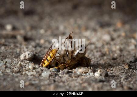 Il lupo europeo (triangolo di Philanthus) che trascina la preda d'api nel buco del nido, Budapest, Ungheria Foto Stock