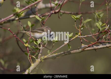 chiffchaff comune (Phylloscopus collybita) Norfolk UK aprile Foto Stock