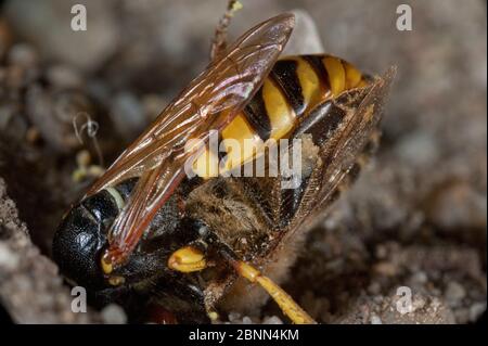 Il lupo da api europeo (triangolo di Philanthus) che trascina la preda d'api nel buco del nido, Budapest, Ungheria, luglio. Foto Stock