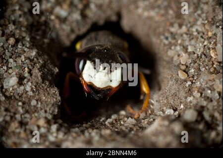 Lupo da api europeo (triangolo di Philanthus) in burrow, Budapest, Ungheria Foto Stock