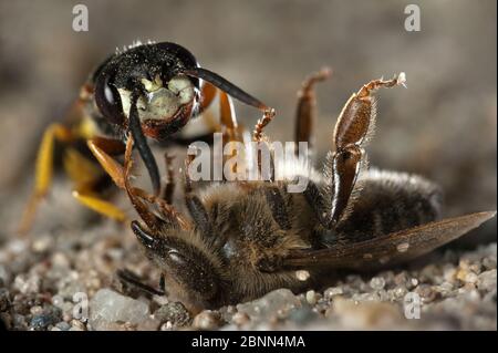 Il lupo europeo (triangolo di Philanthus) che trascina la preda delle api al buco del nido, Budapest, Ungheria Foto Stock