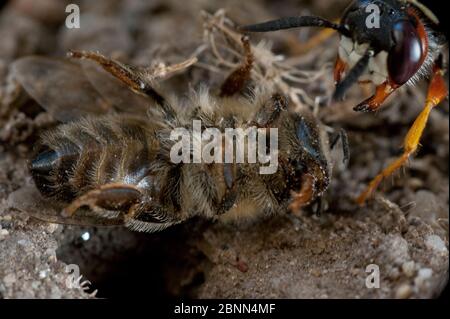 Il lupo europeo (triangolo di Philanthus) che trascina la preda delle api al buco del nido, Budapest, Ungheria Foto Stock