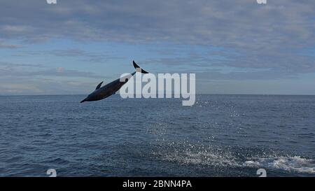 Un delfino selvatico sta saltando fuori dal mare. Foto Stock