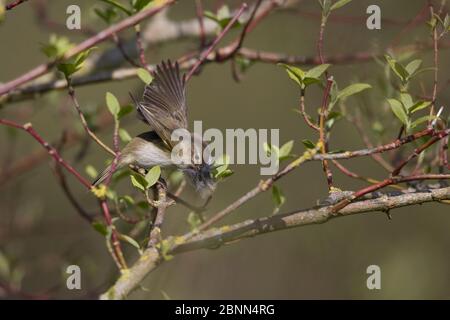 chiffchaff comune (Phylloscopus collybita) Norfolk UK aprile Foto Stock