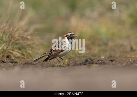 Lapponia Bunting (Calcarius lapponicus) maschio, Norfolk UK febbraio Foto Stock