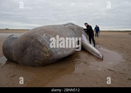 Spermatozoi morti (Physeter macrocephalus) sulla spiaggia, Norfolk UK febbraio Foto Stock