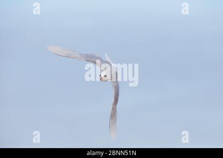 Gabbiano mediterraneo (Larus melanocephalus) in volo, Norfolk UK gennaio Foto Stock