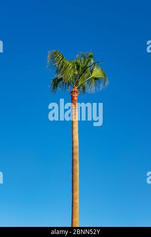 Un'alta palma del genere Copernicia, Copernicia prunifera, conosciuta anche come palma Carnauba con lussureggiante fogliame tropicale, vista dal basso contro il cielo blu Foto Stock