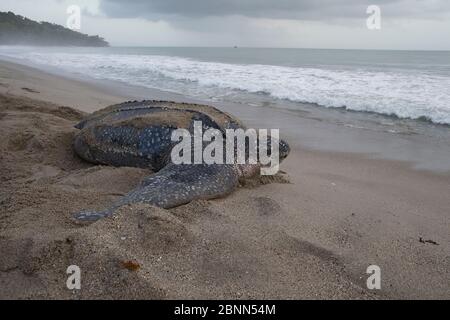 Tartaruga Liuto (Dermochelys coriacea) femmina tornando al mare dopo la deposizione delle uova, Trinidad e Tobago, Aprile Foto Stock