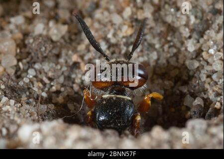 Il lupo da nido europeo (triangolo di Philanthus), che emerge dal nido, Budapest, Ungheria, luglio. Foto Stock