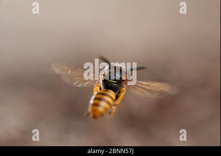 Il lupo europeo (triangolo di Philanthus) in volo, Budapest, Ungheria, luglio. Foto Stock