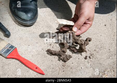 Cast di nido di lupo europeo (triangolo di Filanthus), Budapest, Ungheria, luglio. Foto Stock