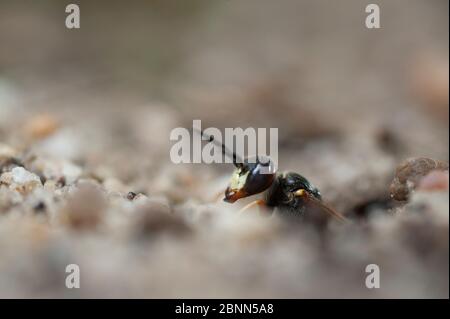 Il lupo da api europeo (triangolo di Philanthus) che emerge da NEST, Budapest, Ungheria, giugno Foto Stock