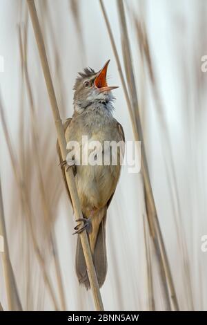 Grande guerriero a canna (Acrocephalus arundinaceus) che canta a letto di rondine, Lago Neusiedl, Austria, maggio. Foto Stock