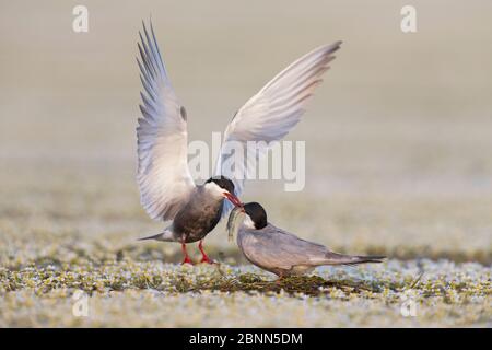 Whiskered Tern (Chlidonias hybrida) maschio che passa il lucio (Esox lucius) a femmina durante il corteggiamento su nido di nuova costruzione, Delta del Danubio, Romania. Giugno. Foto Stock