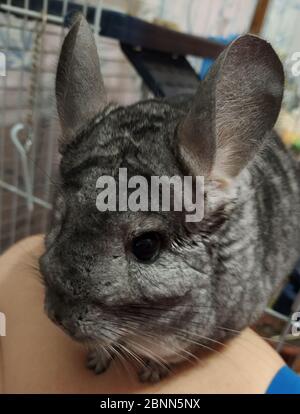 Zampilletta Chinchilla siede sul grembo dei proprietari. Foto di cinchilla grigia addomesticata. Roditore di pelliccia, animale domestico. Animale da pelliccia Foto Stock