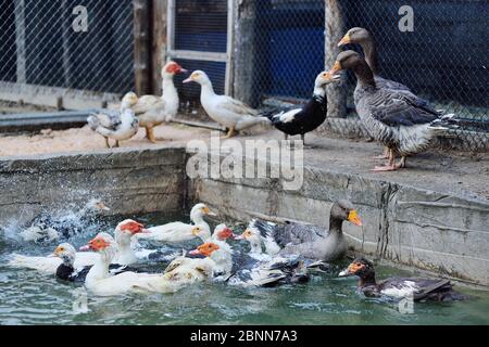 anatre muschiate e oche camminano e nuotano in piscina in acqua sullo sfondo del cortile di pollame Foto Stock