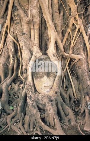 Testa di Buddha di pietra intrecciata nelle radici di fico, Wat Phra Mahathat, Ayuthaya, Thailandia, Asia Foto Stock