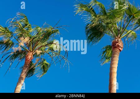 Due alte palme del genere Copernicia, Copernicia prunifera, conosciuta anche come palme Carnauba, con una lussureggiante vista tropicale fogliame dal basso contro il cielo blu Foto Stock